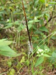 Heteropogon contortus
