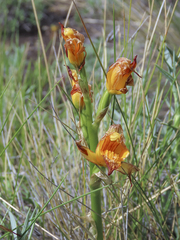 Chloraea alpina
