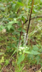Heteropogon contortus