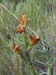Chloraea alpina