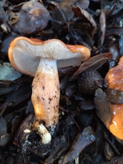 Tricholoma ustaloides