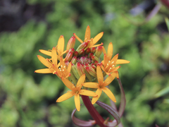 Quinchamalium chilense