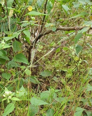 Heteropogon contortus