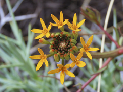 Quinchamalium chilense