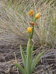 Chloraea alpina
