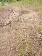 Heteropogon contortus