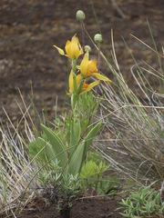 Chloraea alpina
