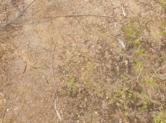 Heteropogon contortus