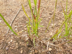 Heteropogon contortus