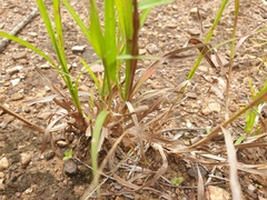 Heteropogon contortus