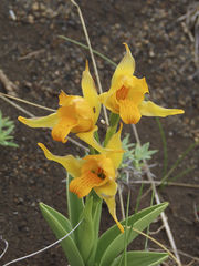 Chloraea alpina