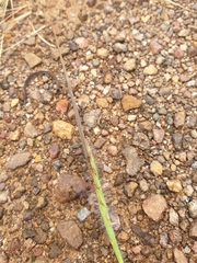 Heteropogon contortus