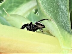 Evarcha denticulata