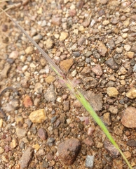 Heteropogon contortus