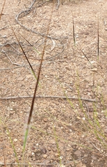 Heteropogon contortus