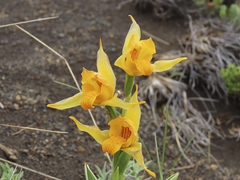 Chloraea alpina