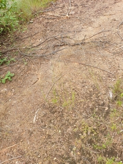 Heteropogon contortus