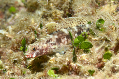 Gobius cruentatus
