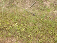 Heteropogon contortus