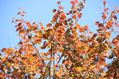Acer morrisonense