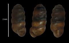 Truncatellina callicratis