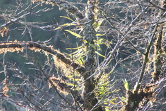 Lepisorus monilisorus