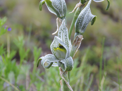 Chloraea magellanica