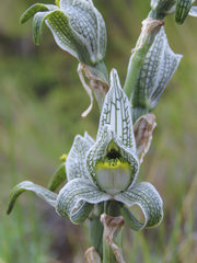 Chloraea magellanica