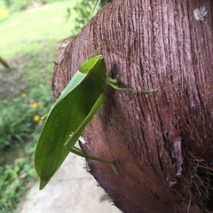 Stilpnochlora