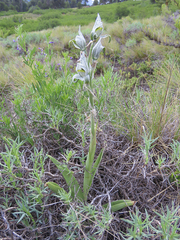 Chloraea magellanica
