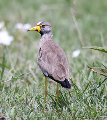 Vanellus senegallus