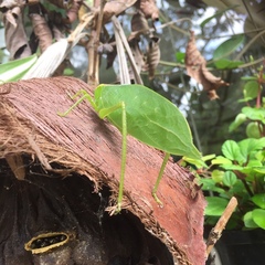 Stilpnochlora