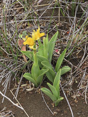 Chloraea alpina