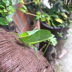 Stilpnochlora
