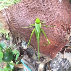 Stilpnochlora