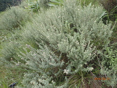 Lotononis lotononoides