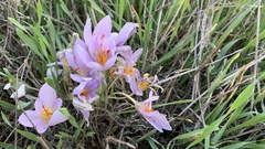 Crocus pallasii
