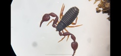 Dinocheirus arizonensis