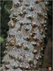 Zanthoxylum ailanthoides