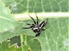 Evarcha denticulata