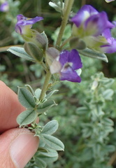 Lotononis lotononoides