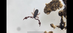 Dinocheirus arizonensis