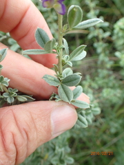 Lotononis lotononoides