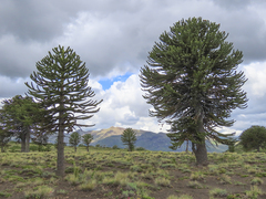 Araucaria araucana