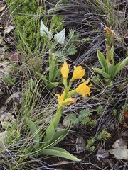 Chloraea alpina