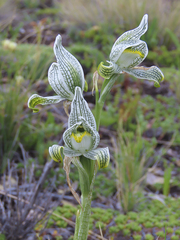 Chloraea magellanica