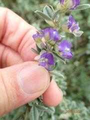 Lotononis lotononoides