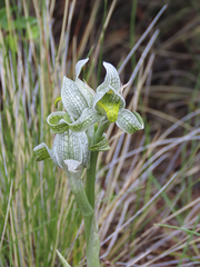 Chloraea magellanica