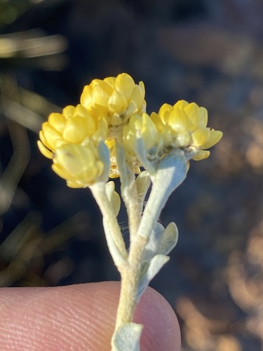 Helichrysum acrophilum observed 2022-12-06