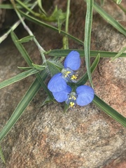 Commelina modesta